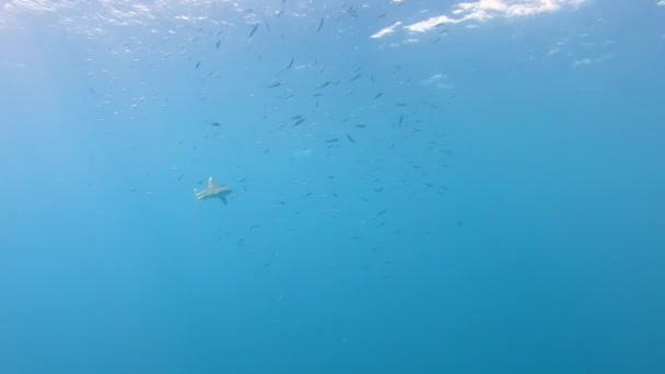 Oceaniczny Żarłacz Białopłetwy Longimanus Pływający Wśród Ławicy Ryb — Wideo stockowe