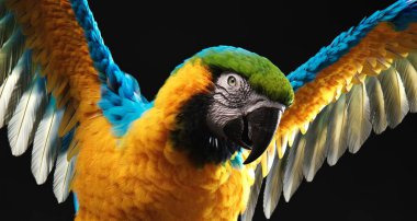 Güzel mavi ve sarı ya da mavi ve altın papağan, yakın plan, dünyanın en ünlü papağanlarından biri.