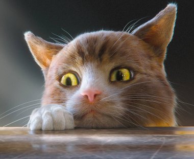 Farklı ifadelerle seyreden sevimli bir kedi.