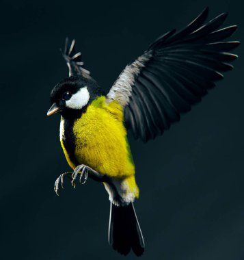 Beautiful Great tit, Bird Flying And Isolated on black background