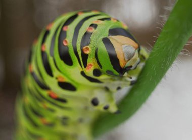Bir rezene üzerinde yürüyen tırtılın yakın çekimi.