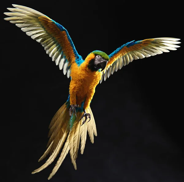 Beautiful Blue and yellow macaw, Flying, Parrot, Isolated on black background,one of the most famous parrots of the world