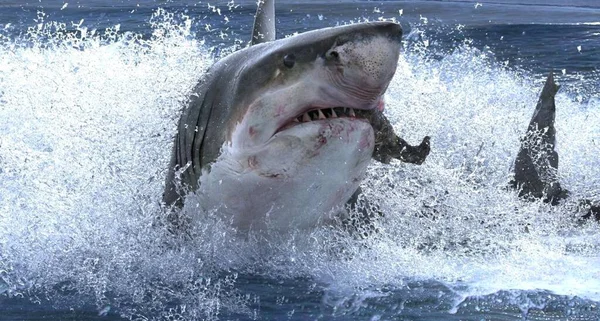 Great Shark Eating Attacking Great White Shark Ocean — Stock Photo, Image