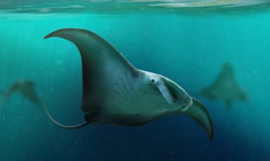 Büyük Okyanus Manta Işını Mavi Okyanus Altında Yüzüyor, Maldivler