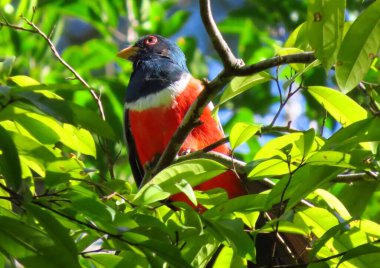 Ormandaki ağaçta oturan siyah, beyaz ve turuncu kuş
