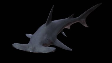 Çekiç başlı köpekbalığı, siyah arka planda izole edilmiş.