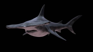 Çekiç başlı köpekbalığı, siyah arka planda izole edilmiş.