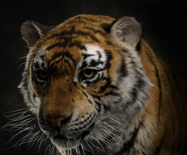 Siberische Tijger Close Geïsoleerd Zwarte Achtergrond Rechtenvrije Stockfoto's