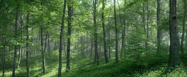 Güneş, ormandaki uzun ve yeşil ters ağaçları güzelce aydınlatıyor.,