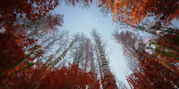 Majestueus Prachtig Uitzicht Hoge Bomen Met Gele Rode Bladeren Herfstbos Stockfoto