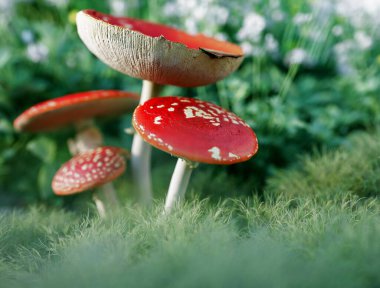 Yeşil otlakta yetişen güzel kırmızı mantarın yakın çekimi.