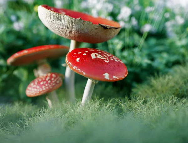 Yeşil otlakta yetişen güzel kırmızı mantarın yakın çekimi.