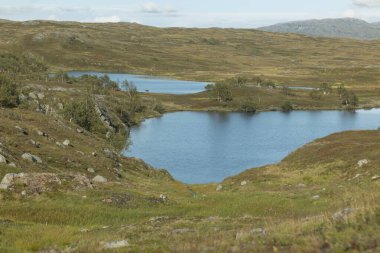 Baharda Yeşil Orman ve Dağ Gölü 'nün güzel manzarası ve Vahşi Ren Geyiği susuzluğunu gidermeye geldi. Doğanın Güzelliği.