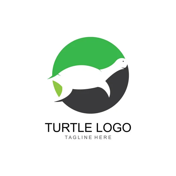 Turtle Animal Cartoon Icon Image Vector Illustration Design — Stock Vector