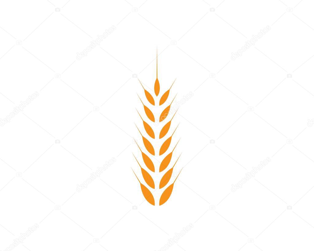 Wheat Logo Template vector icon design