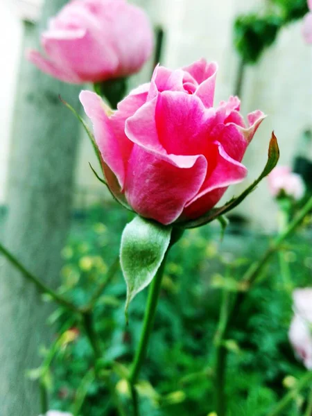 Квітуча Троянда Навесні — стокове фото