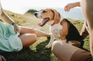 Gün batımında yaşlı köpekleri olan bir çift.