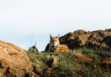 Gün batımında bir kayanın üzerinde dinlenen vaşak.