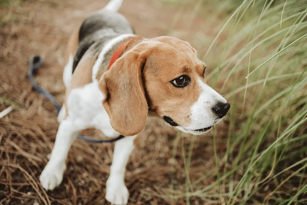 Kokusuyla takip eden av köpeği.