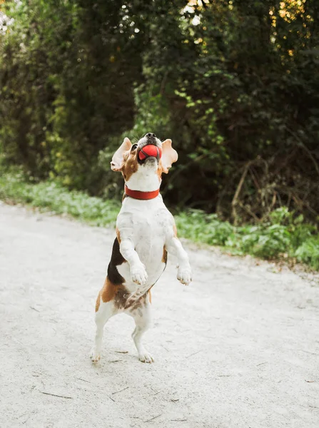 Anjing Beagle Melompat Untuk Bola — Stok Foto