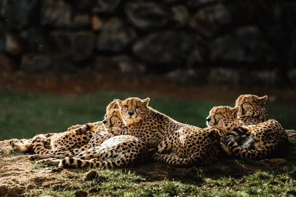 Family Cheetahs Resting Lying Sun — Stock Photo, Image