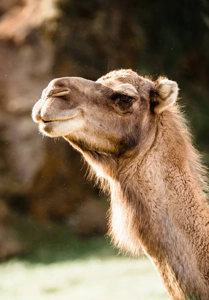 Retrato Cerca Camello Zoológico —  Fotos de Stock