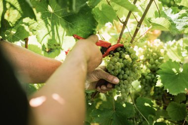 Gün batımında el yapımı üzüm hasadı makasıyla toplayan adamın ayrıntıları