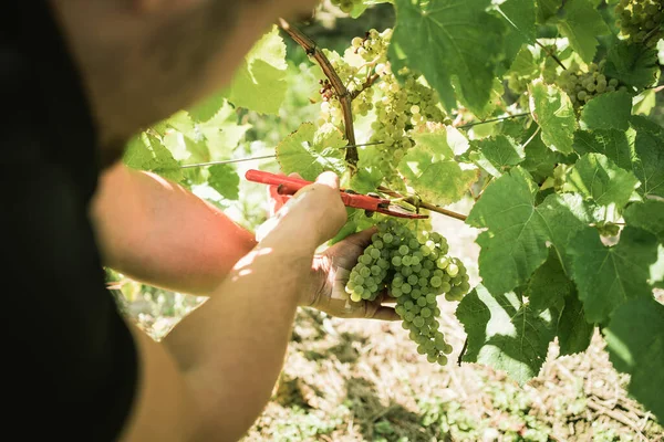 Mãos Homem Com Tesoura Coletando Uvas Para Fazer Vinho Pôr — Fotografia de Stock