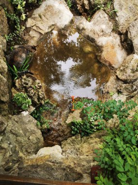 Kedi, pınarlardaki kurbağaları izliyor.