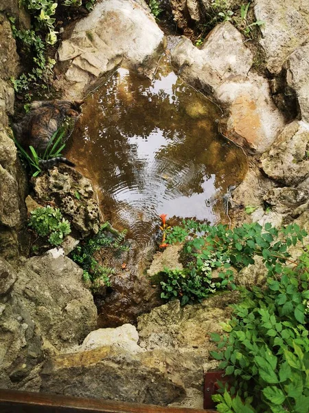 Kedi, pınarlardaki kurbağaları izliyor.