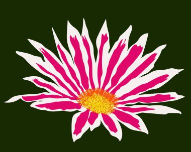 Gazania çiçeği. çiçek vektörü. Çizim. Beyaz ve pembe çiçek.