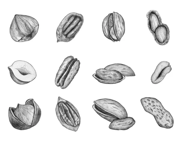 Pruing Realistic Funcle Pecans Hazelnuts Pistachios Illustration Flyer 포스터 — 스톡 사진