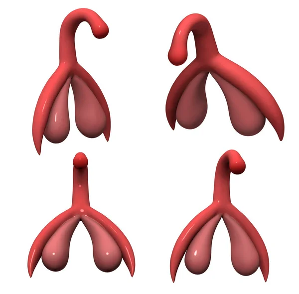 ภาพวาด ของระบบส เพศหญ งของ Clitoris แยกก นอย บนพ นหล ขาว — ภาพถ่ายสต็อก