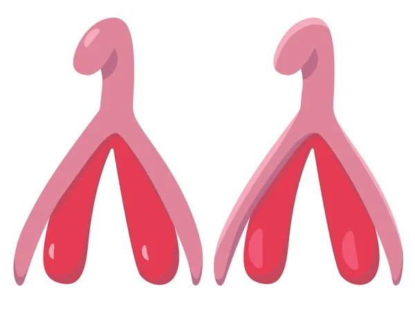 กราฟฟ กสต อกเวกเตอร ของระบบส เพศหญ งของ Clitoris Separely บนพ นหล — ภาพเวกเตอร์สต็อก