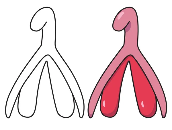 ภาพวาดกราฟฟ กเวกเตอร ของระบบส เพศหญ งและ Clitoris Isolated บนพ นหล ขาว — ภาพเวกเตอร์สต็อก