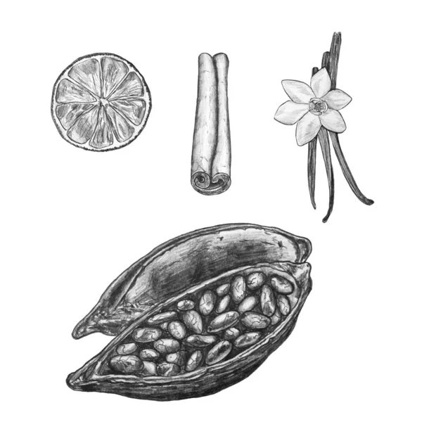 Ilustración Lápiz Blanco Negro Frijoles Cacao Vainas Vainilla Canela Frutas — Foto de Stock