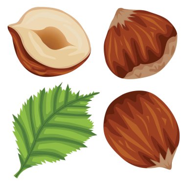 Web tasarımı için beyaz zemin üzerinde izole edilmiş gerçekçi renkli fındık ve fındık yaprağı vektör stok çizimi seti. Veganlık ve uygun beslenme hakkında elle çizilmiş bir çizim..