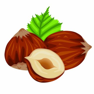 Web tasarımı için beyaz zemin üzerinde izole edilmiş gerçekçi renkli fındık ve fındık yaprağı vektör stok çizimi seti. Veganlık ve uygun beslenme hakkında elle çizilmiş bir çizim..