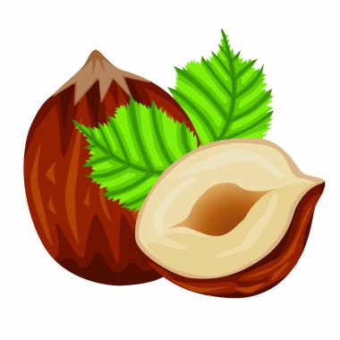 Web tasarımı için beyaz zemin üzerinde izole edilmiş gerçekçi renkli fındık ve fındık yaprağı vektör stok çizimi seti. Veganlık ve uygun beslenme hakkında elle çizilmiş bir çizim..