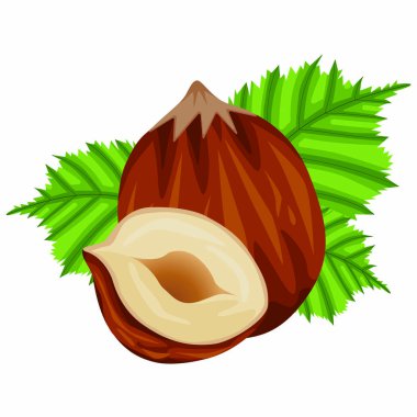 Web tasarımı için beyaz zemin üzerinde izole edilmiş gerçekçi renkli fındık ve fındık yaprağı vektör stok çizimi seti. Veganlık ve uygun beslenme hakkında elle çizilmiş bir çizim..