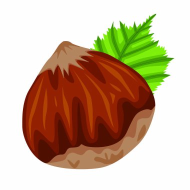 Web tasarımı için beyaz zemin üzerinde izole edilmiş gerçekçi renkli fındık ve fındık yaprağı vektör stok çizimi seti. Veganlık ve uygun beslenme hakkında elle çizilmiş bir çizim..