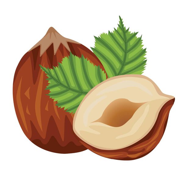 Векторный набор иллюстраций из реалистичного цветного фундука и листьев фундука, выделенных на белом фоне для веб-дизайна. Ручная иллюстрация вегетарианства и правильного питания.