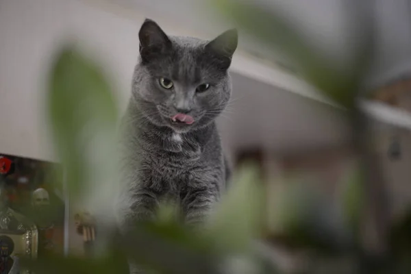 Schau Meine Schöne Katze — Stockfoto