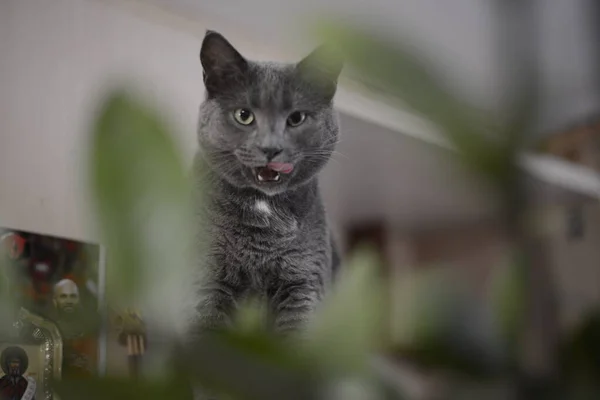 Mira Hermoso Gato —  Fotos de Stock