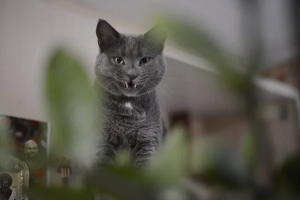 Mira Hermoso Gato —  Fotos de Stock