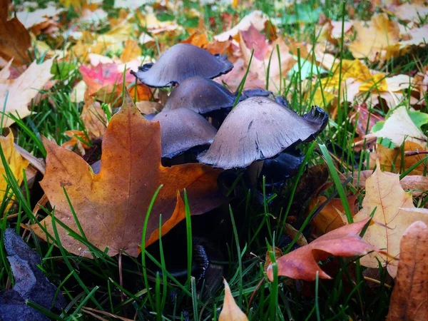 Otoño Una Época Maravillosa Del Año — Foto de Stock