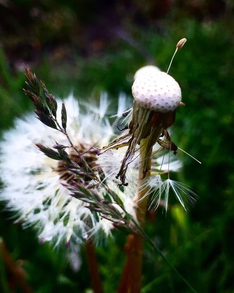 Herfst Een Prachtige Tijd Van Het Jaar — Stockfoto