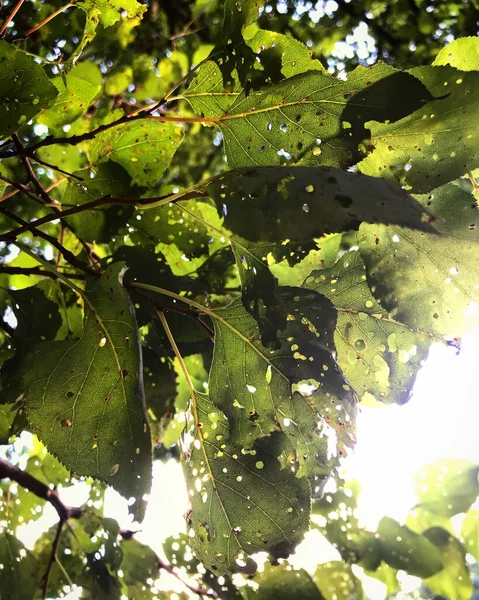 Visión Naturaleza Pintoresca Ucrania — Foto de Stock