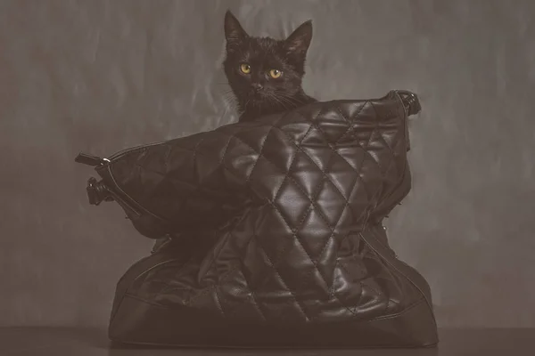 Let the cat out of the bag. Idiom. Black kitten pops out of a black bag.