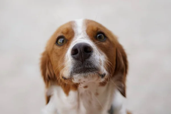 Spaniel Breton Kapanıyor Beyaz Kurumu — Stok fotoğraf